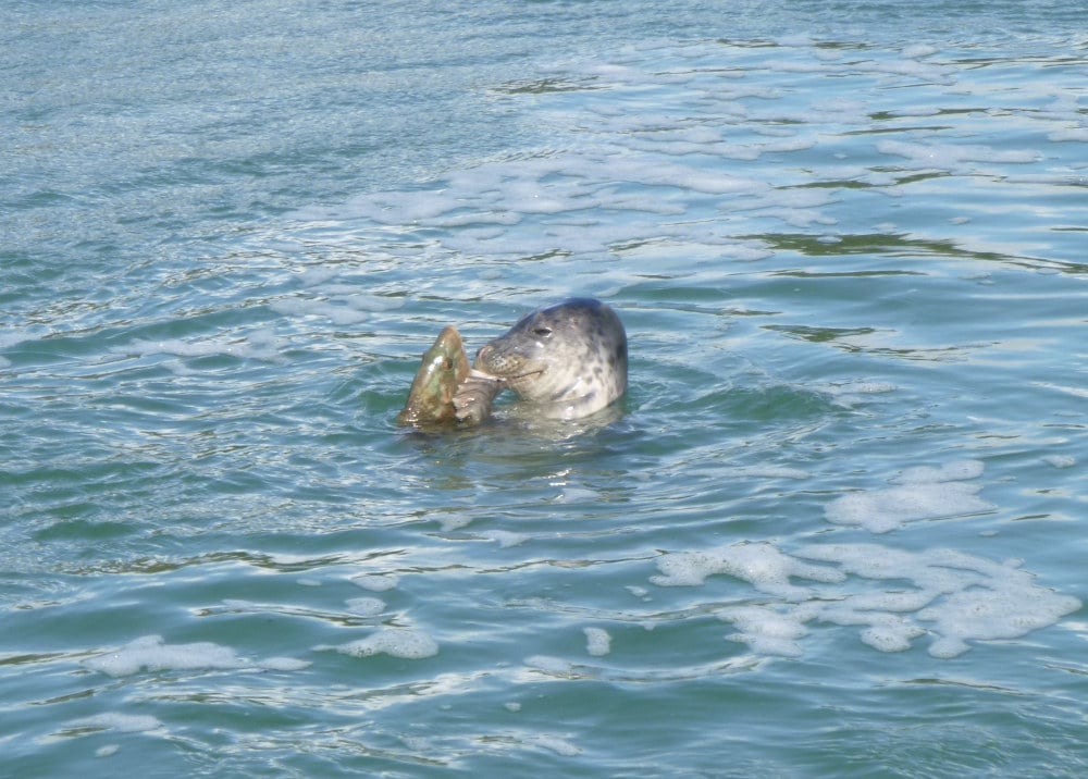 Archipel des 7 Îles Balade découverte d’1h45 2